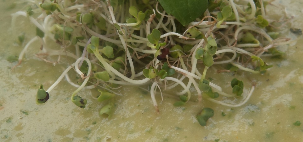Zupa na zielono :krem z jarmużu i zielonej fasolki