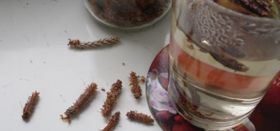 Herbata z pędów sosny (autor: mysiunia)