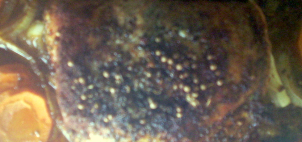 Pieczony schab z żurawiną w marchwi (autor: katarzyna71 ...